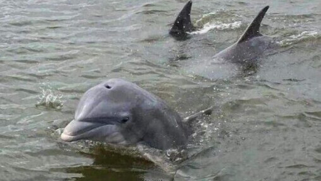 Photo of Others in Midway