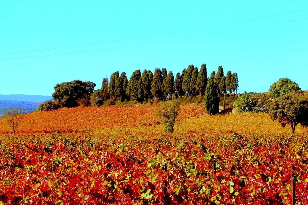 Photo of Others in Ferrals-les-Corbieres