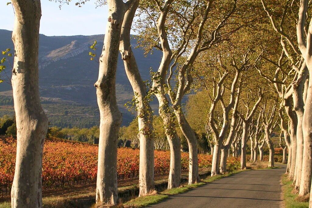 Photo of Others in Ferrals-les-Corbieres