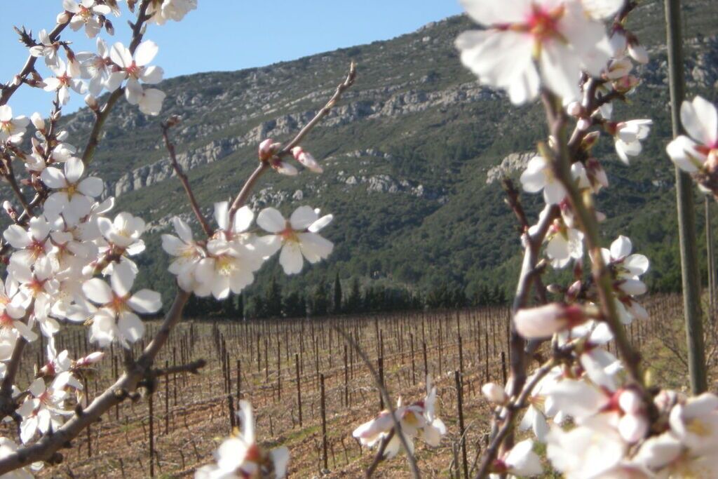 Photo of Others in Ferrals-les-Corbieres