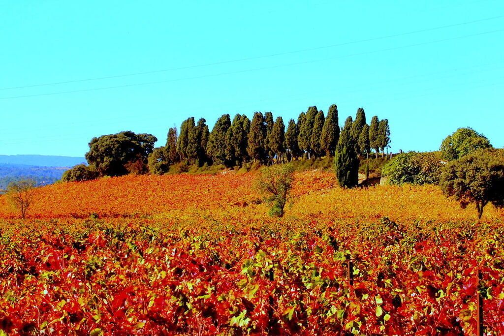 Photo of Others in Ferrals-les-Corbieres