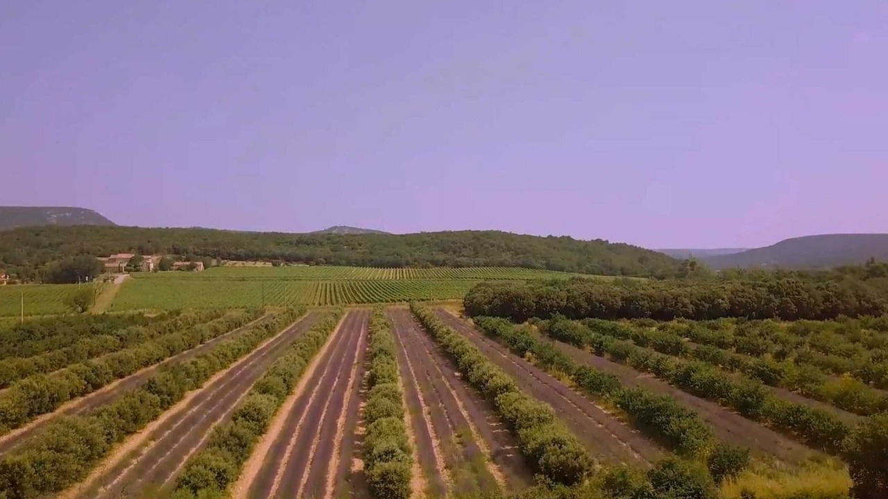 Photo of Others in Valaurie