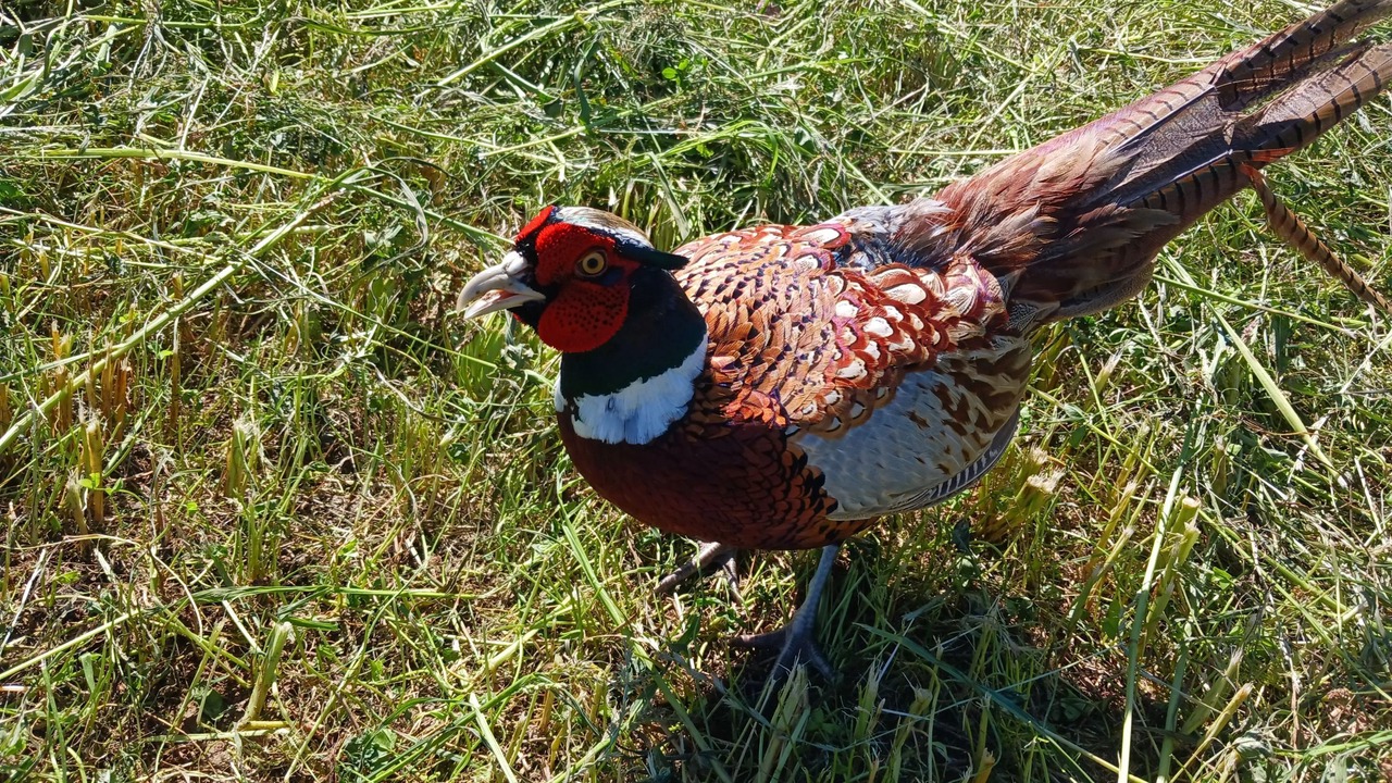 Photo of Others in Juncalas