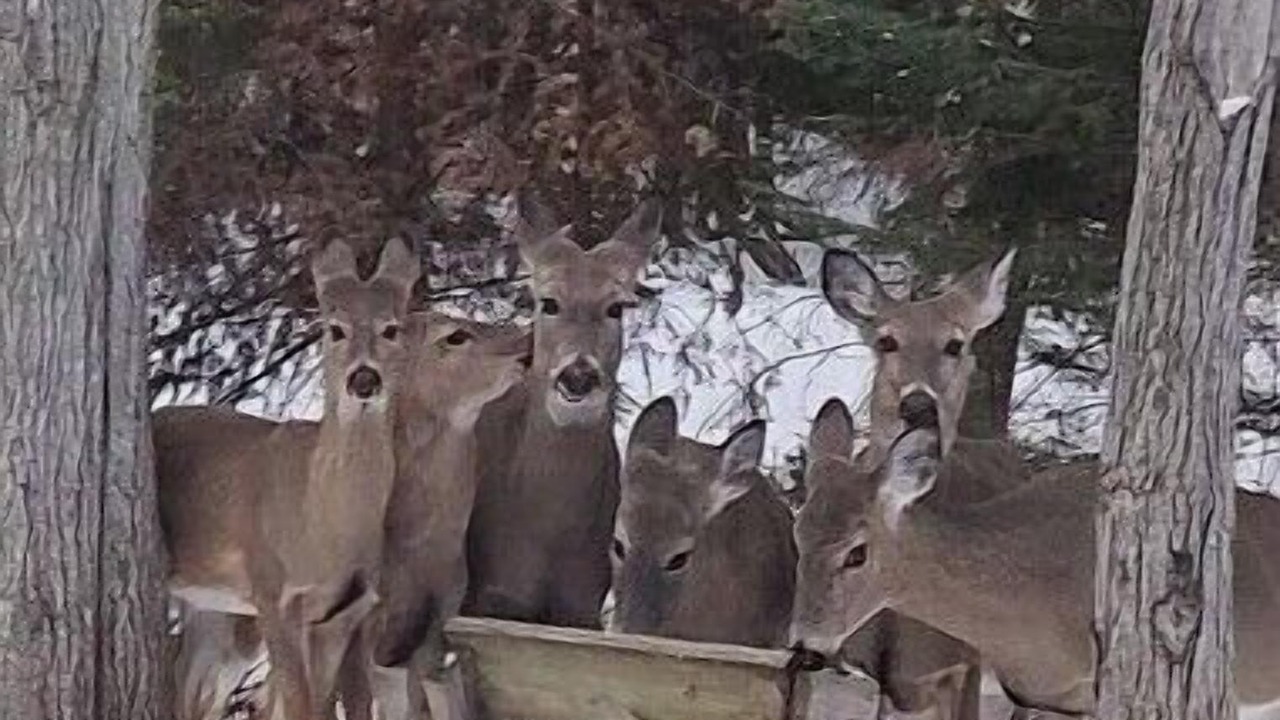 Photo of Others in Presque Isle