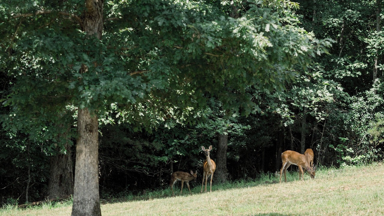 Photo of Outdoor in Dahlonega