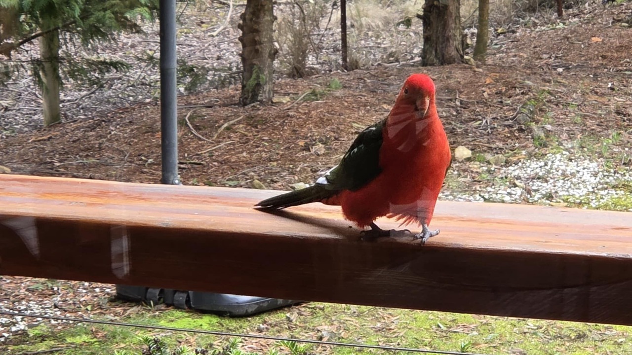 Photo of Others in Dales Creek