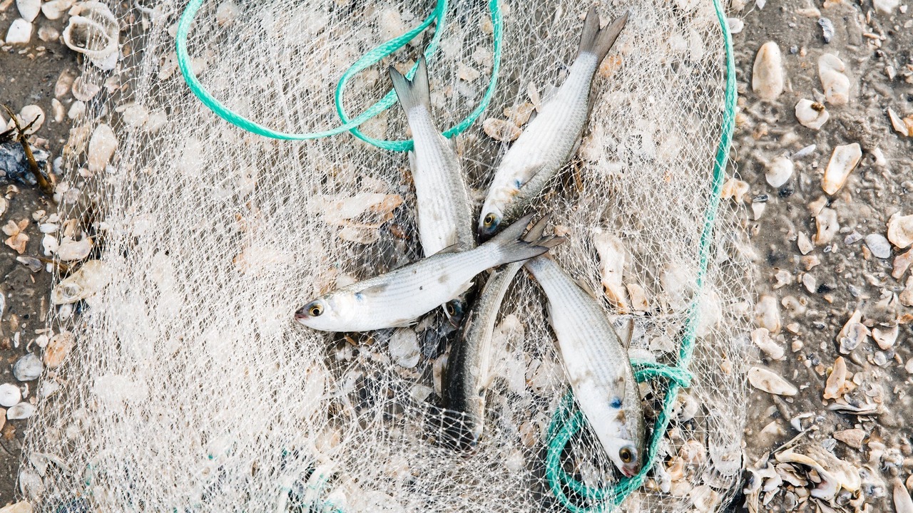 Photo of Others in Jekyll Island