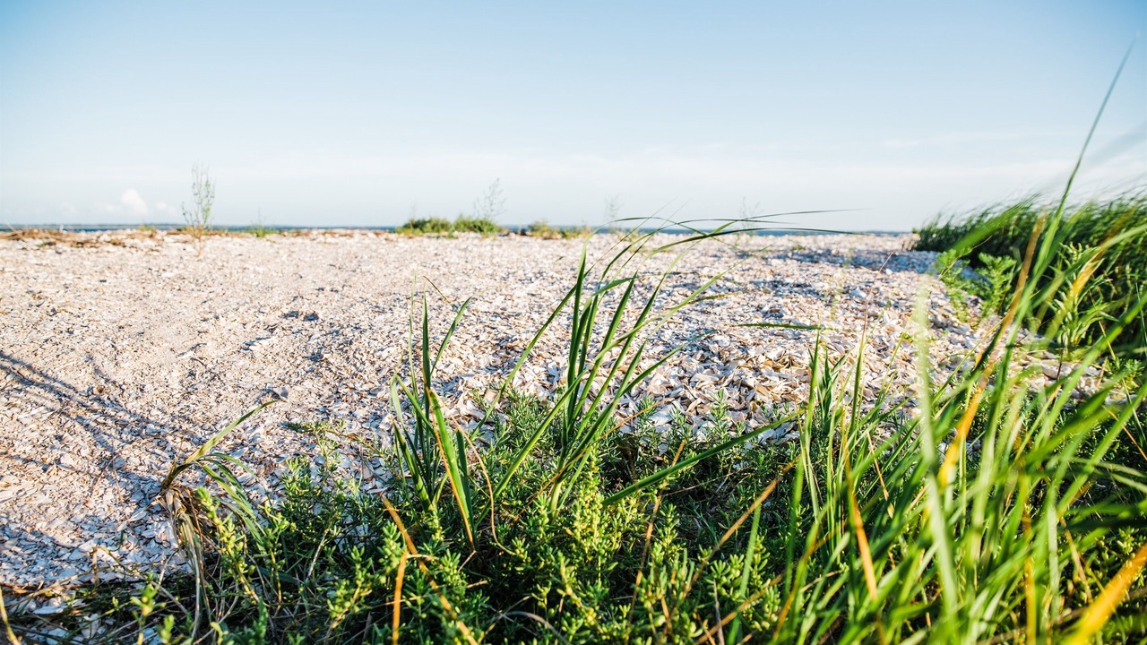 Photo of Others in Jekyll Island