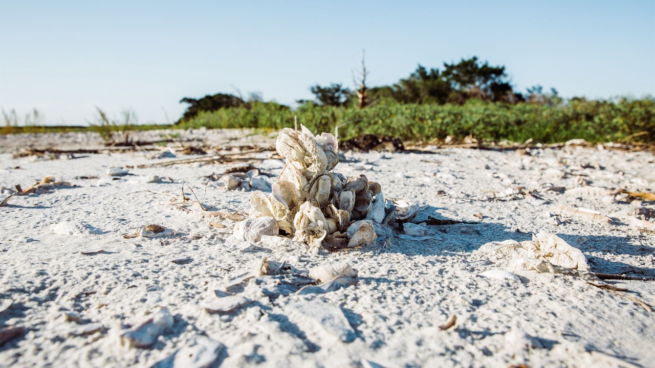 Photo of Others in Jekyll Island