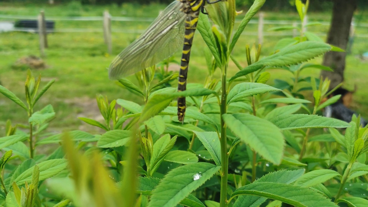 Photo of Others in Hamars