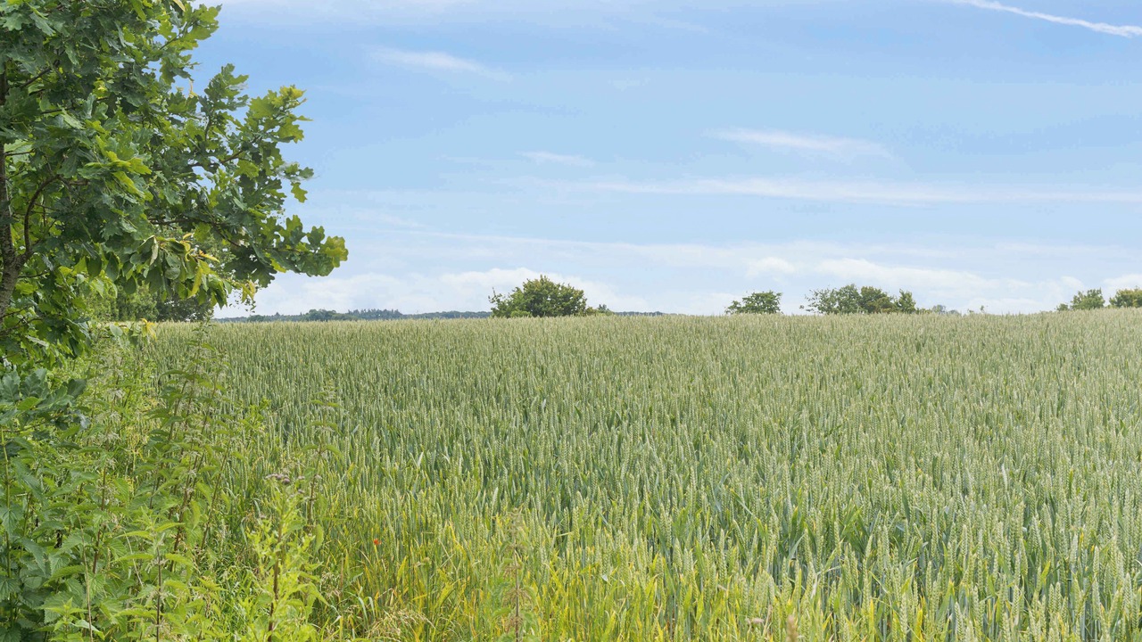 Photo of Others in Vesterborg