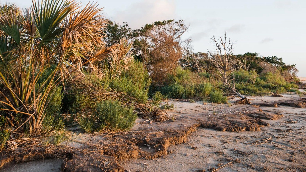 Photo of Others in Jekyll Island