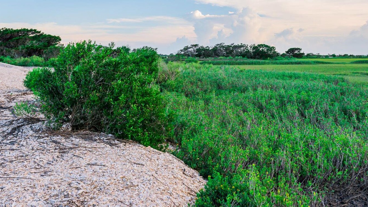 Photo of Others in Jekyll Island