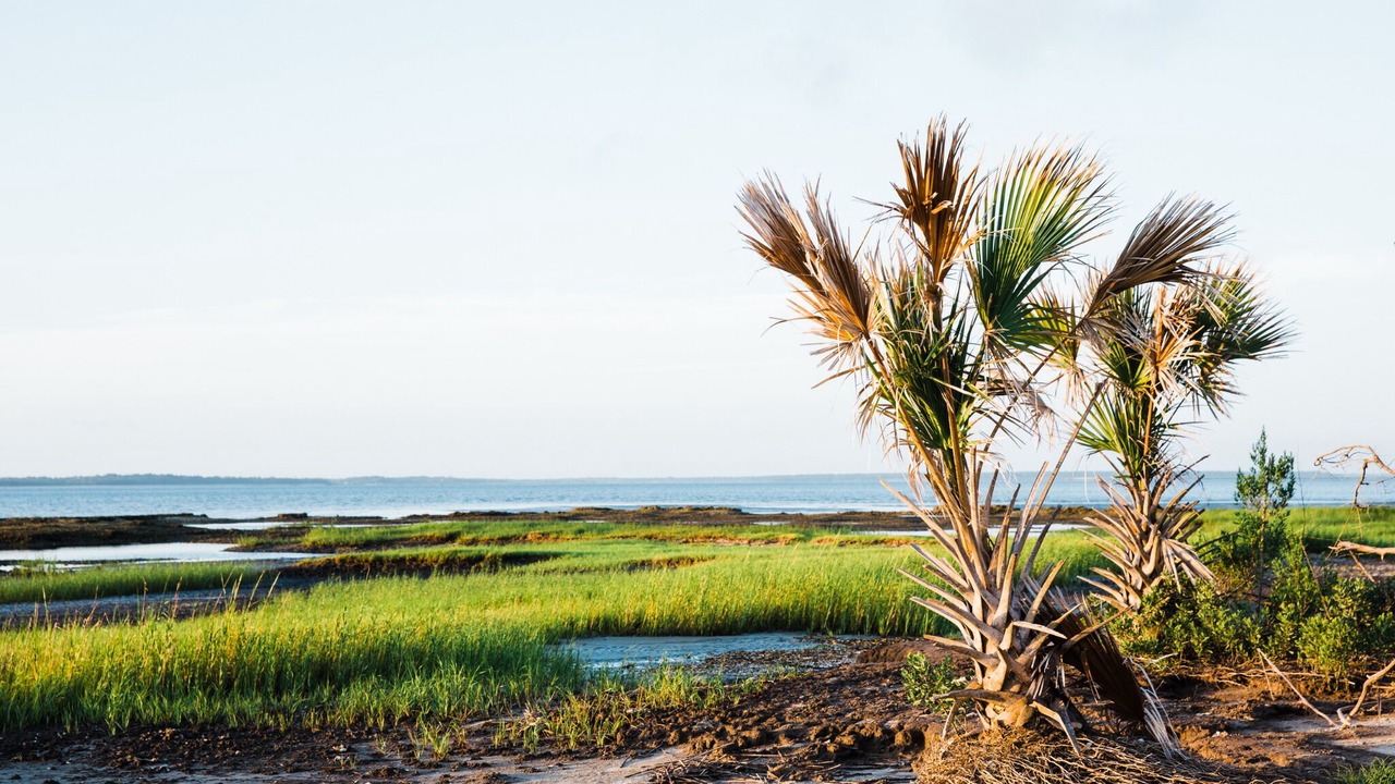 Photo of Others in Jekyll Island