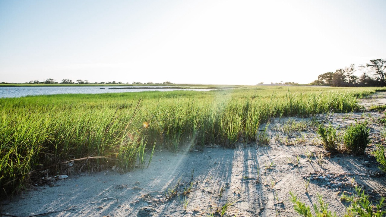 Photo of Others in Jekyll Island