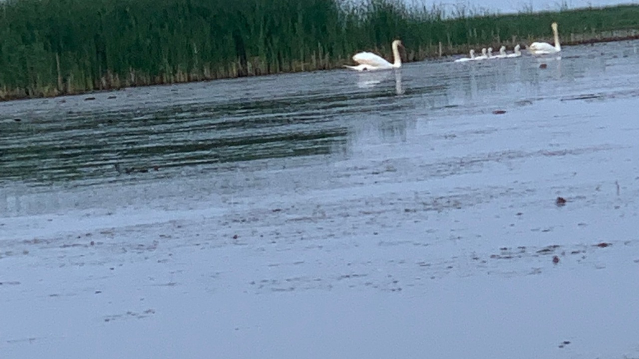 Photo of Others in Long Point