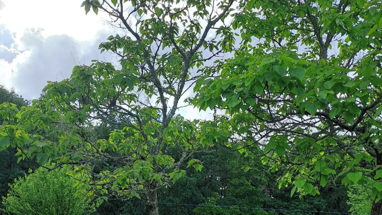 Photo of Outdoor in Montazeau