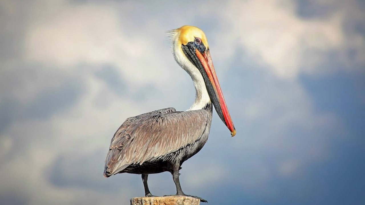 Photo of Others in Rockport
