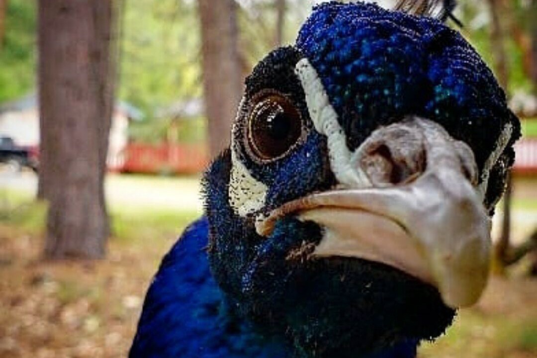 Photo of Outdoor in Wolf Creek