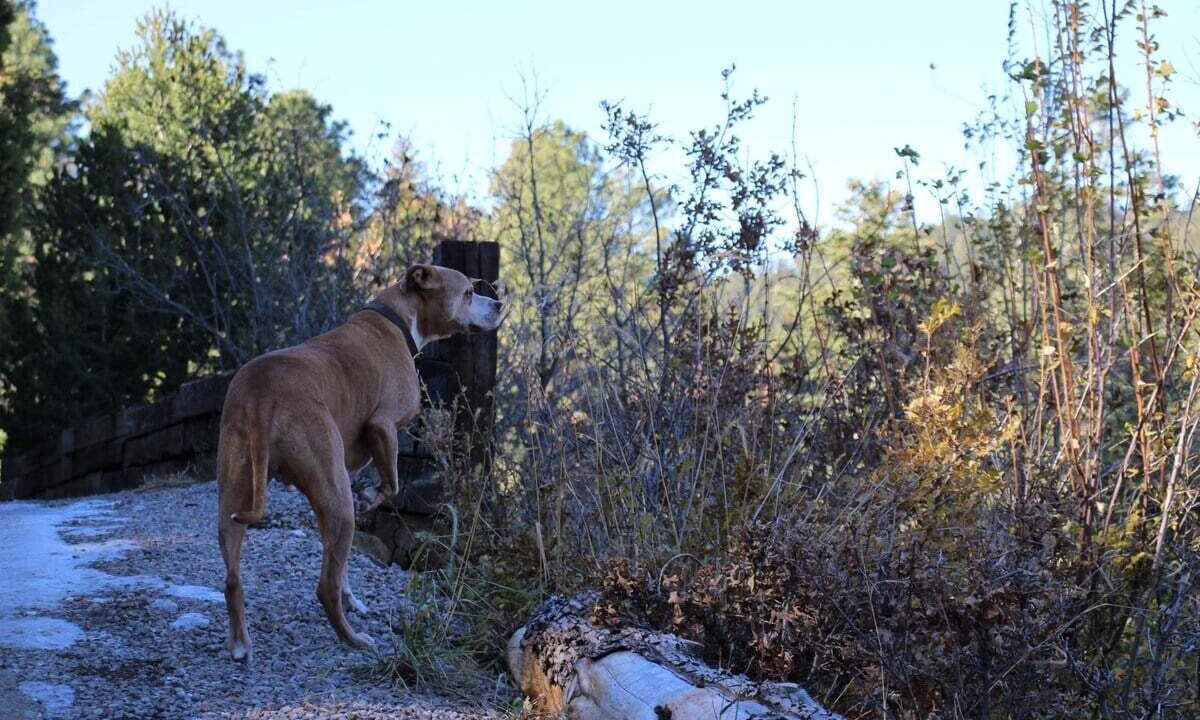 Photo of Others in Ruidoso