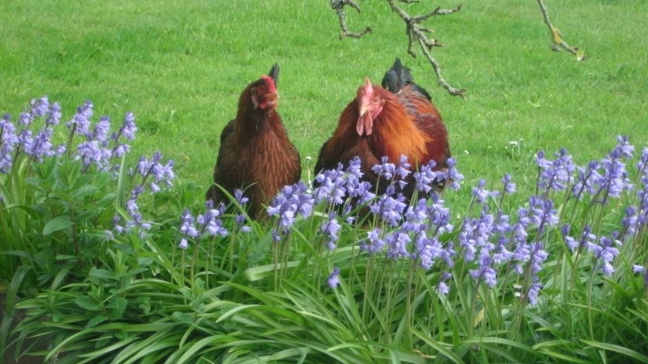 Photo of Outdoor in Morwellham