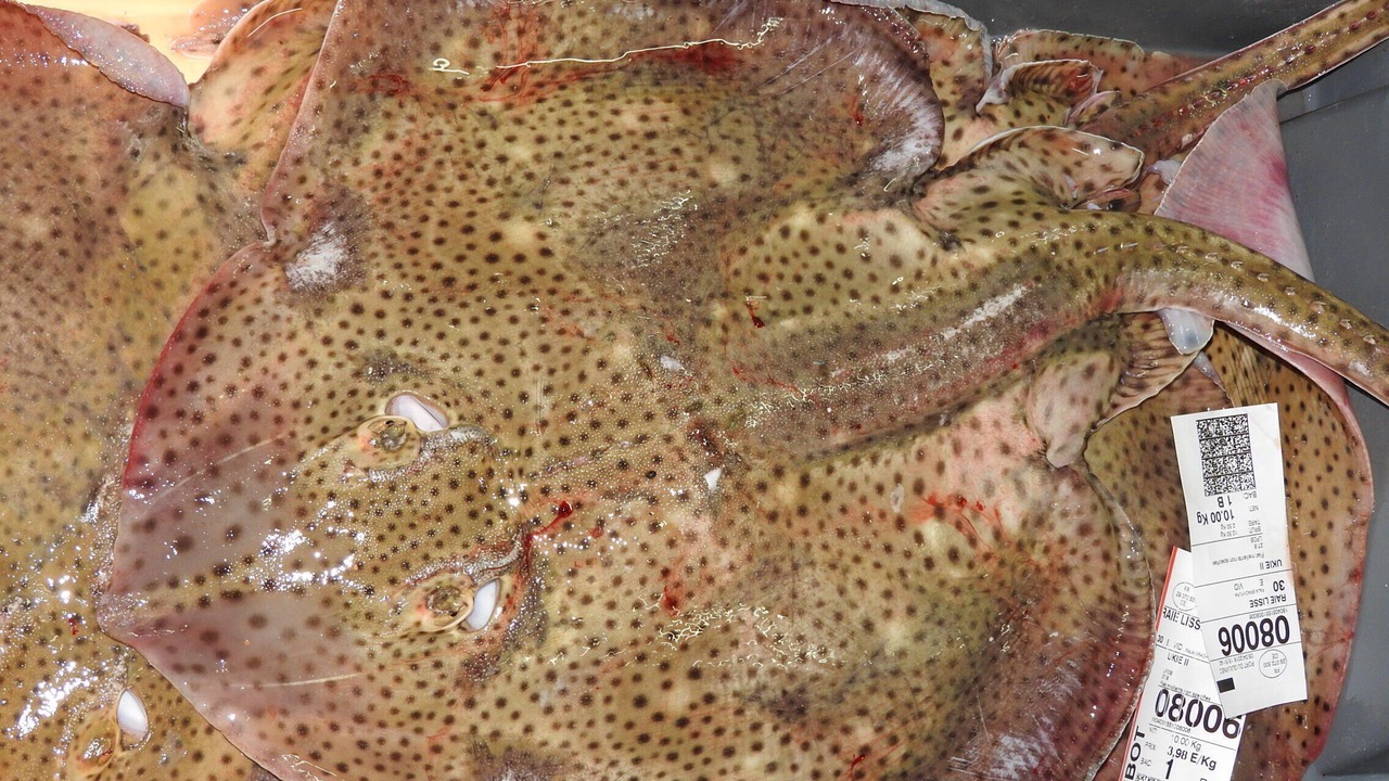 Photo of Others in Guilvinec