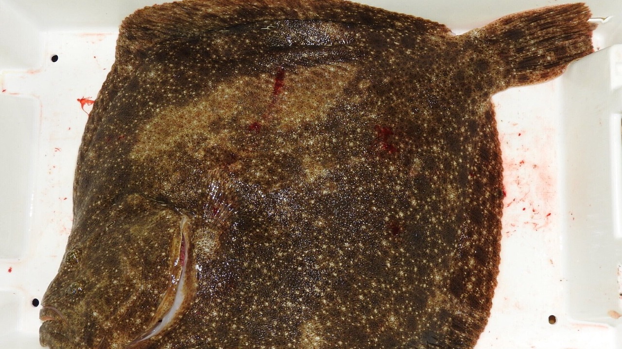 Photo of Others in Guilvinec