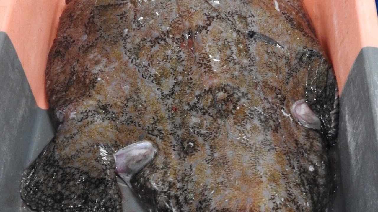 Photo of Others in Guilvinec