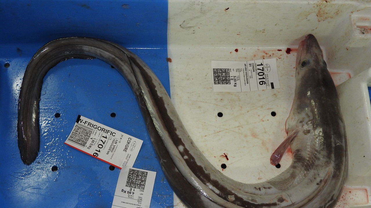 Photo of Others in Guilvinec