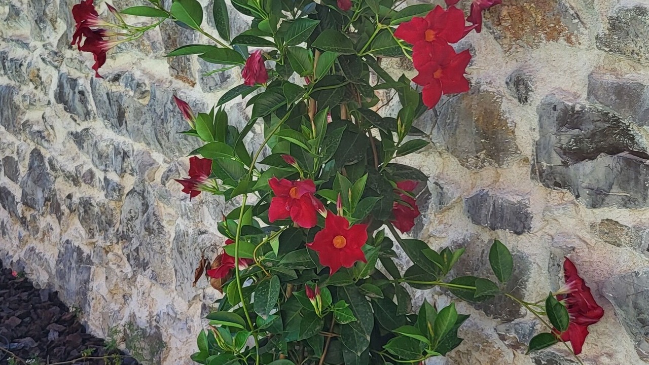 Photo of Outdoor in Candillargues