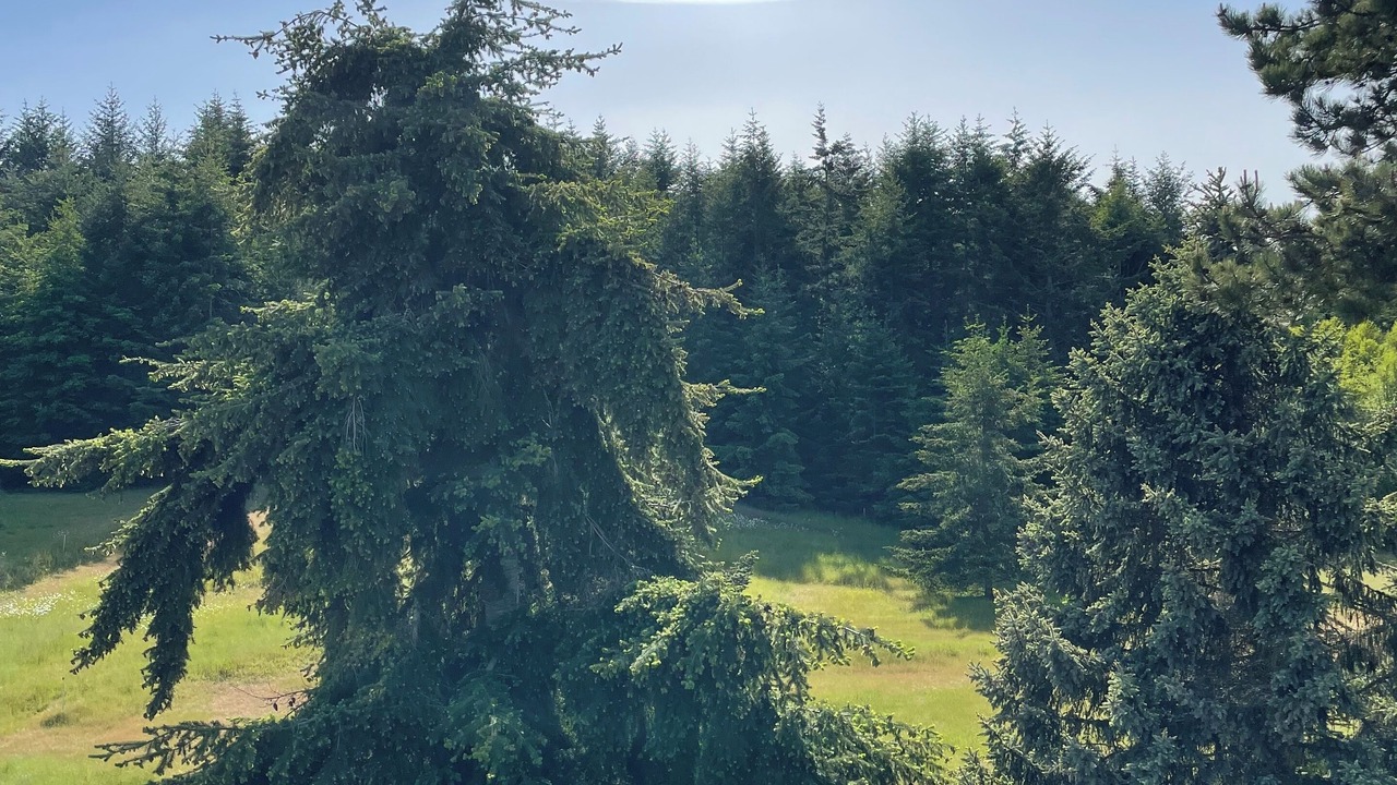 Photo of Others in Sequim