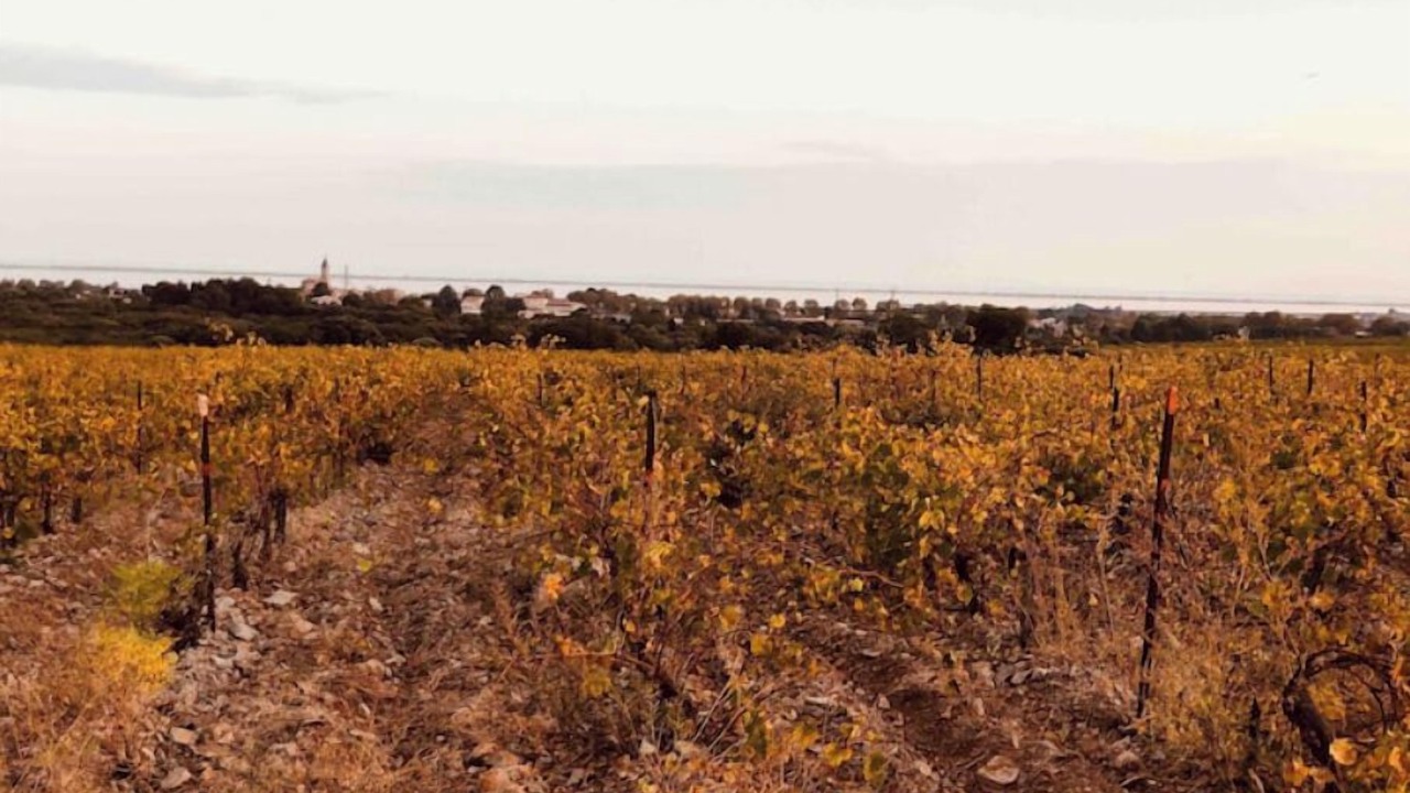 Photo of Others in Mireval