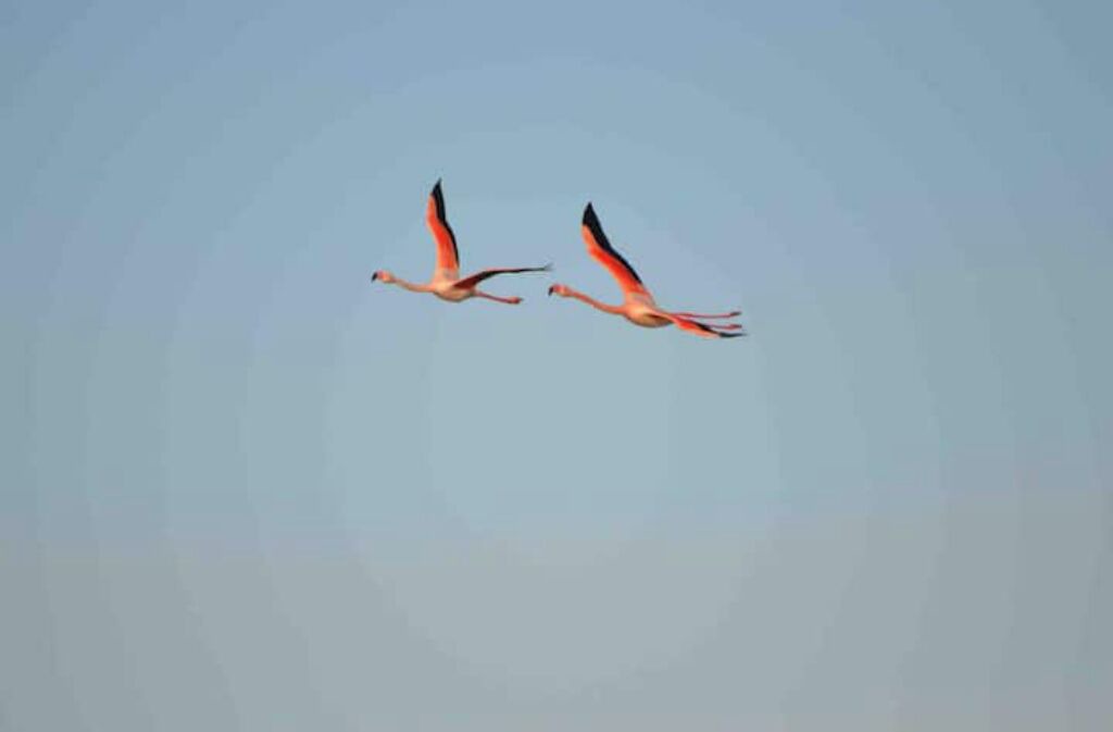 Photo of Others in Mireval