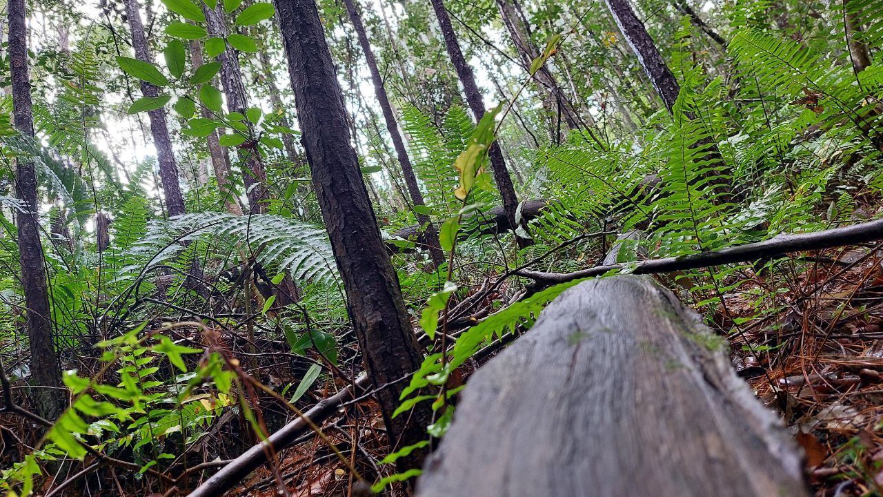 Photo of Outdoor in Nambour