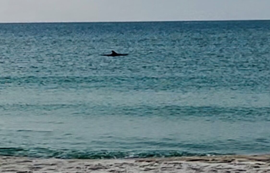 Photo of Others in Gulf Breeze