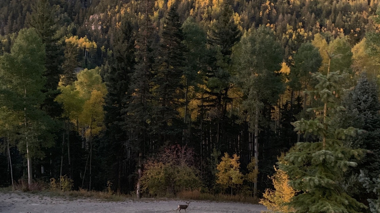 Photo of Others in Taos Ski Valley