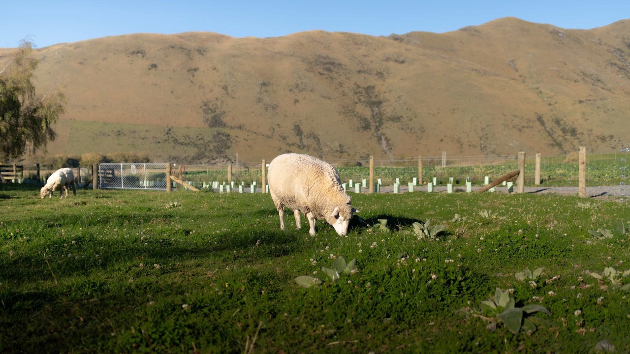 Photo of Others in Mackenzie Country