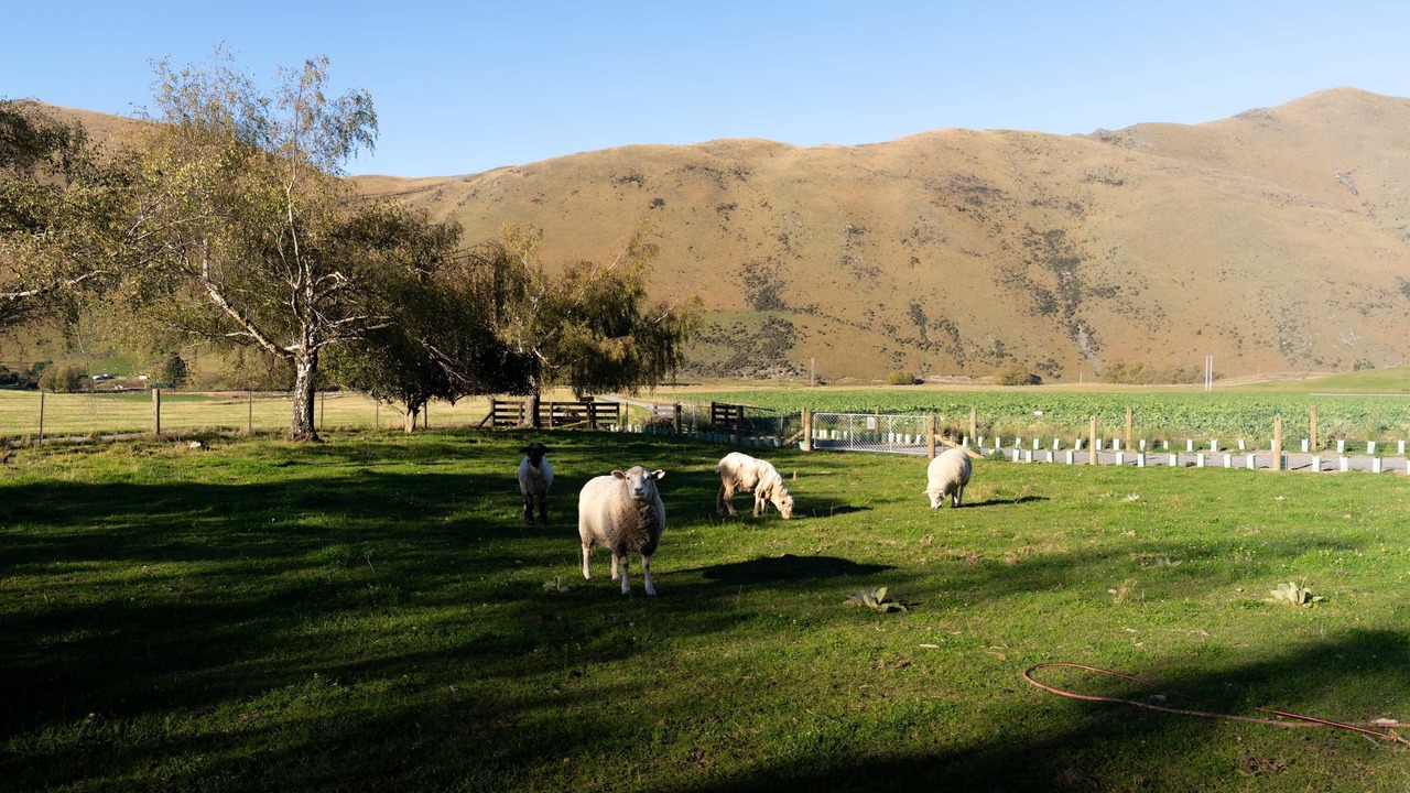 Photo of Others in Mackenzie Country