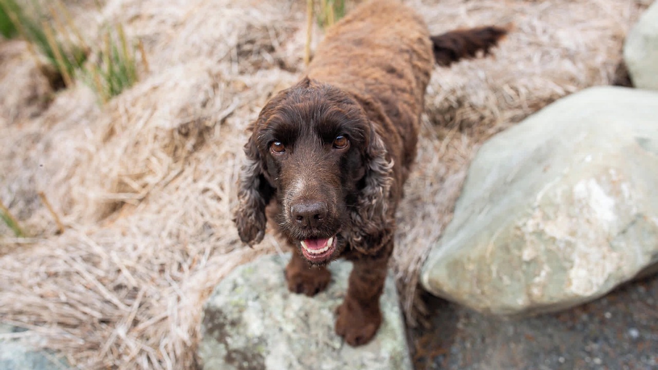 Photo of Others in Mackenzie Country