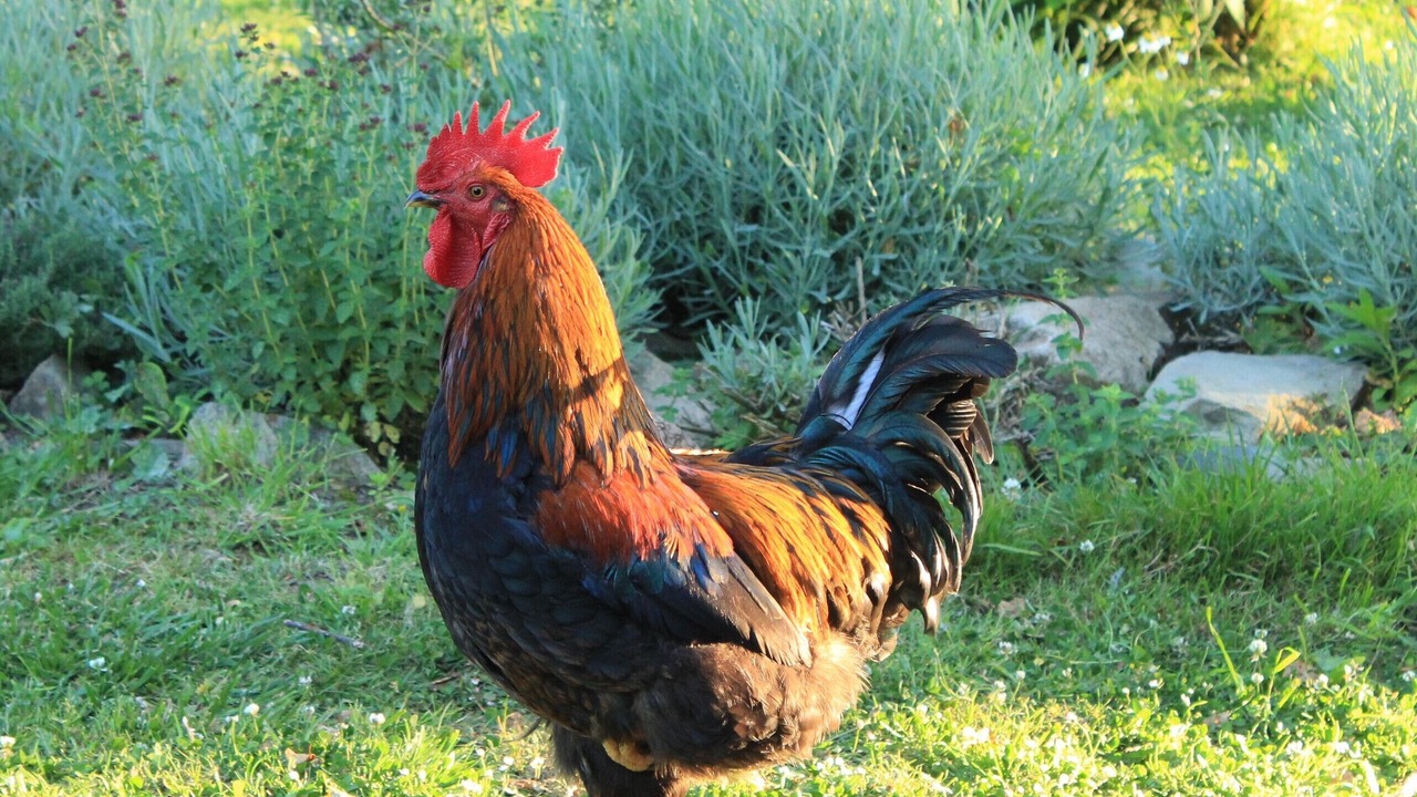 Photo of Others in Le Ru