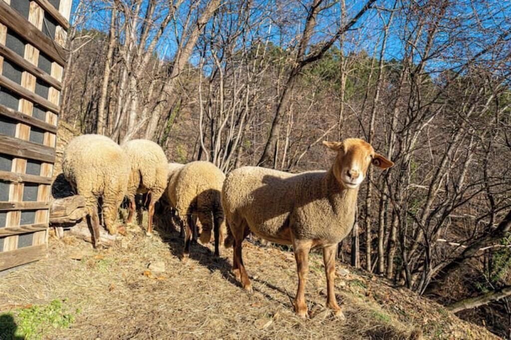 Photo of Others in Genolhac