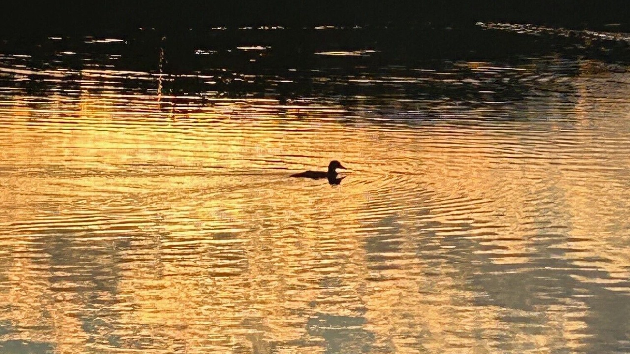 Photo of Others in Addison