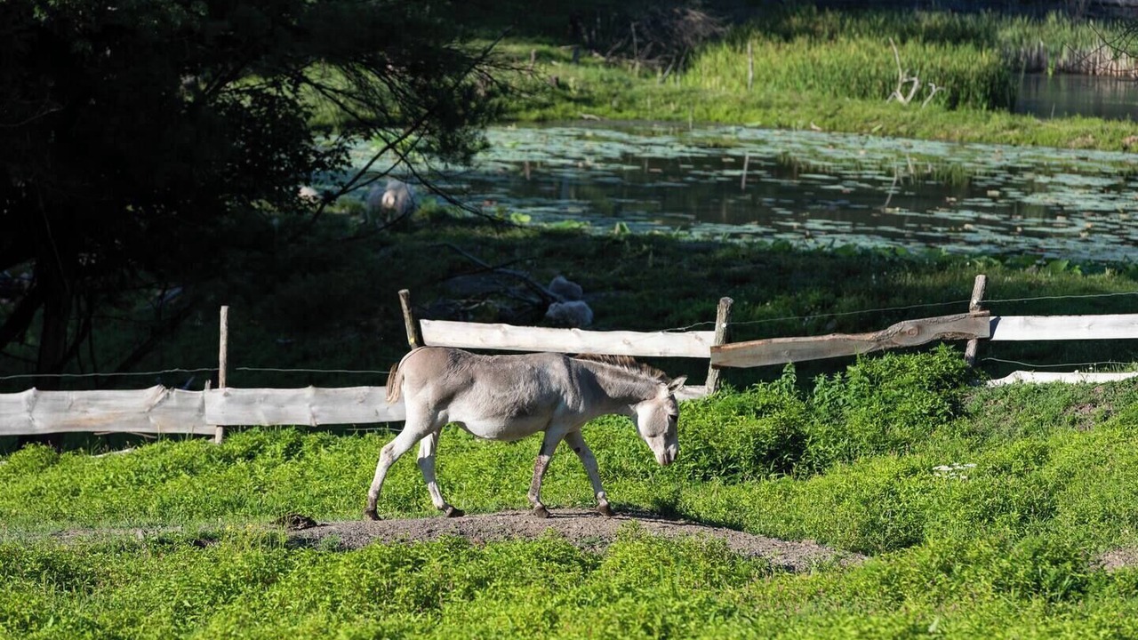 Photo of Others in Coeymans Hollow