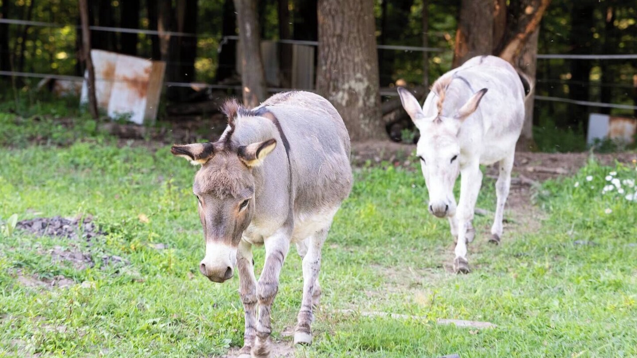 Photo of Others in Coeymans Hollow