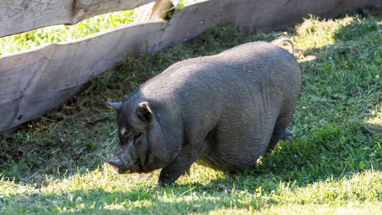 Photo of Others in Coeymans Hollow