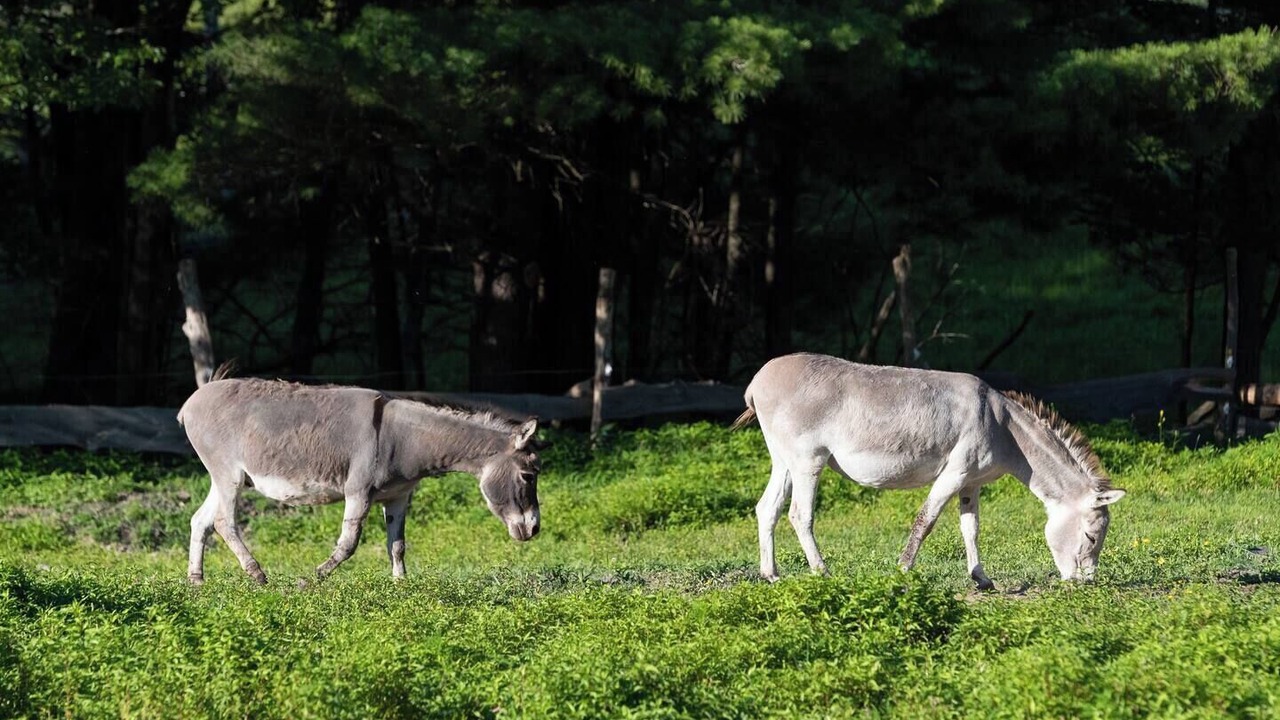 Photo of Others in Coeymans Hollow