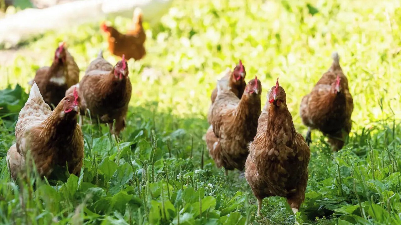 Photo of Others in Coeymans Hollow