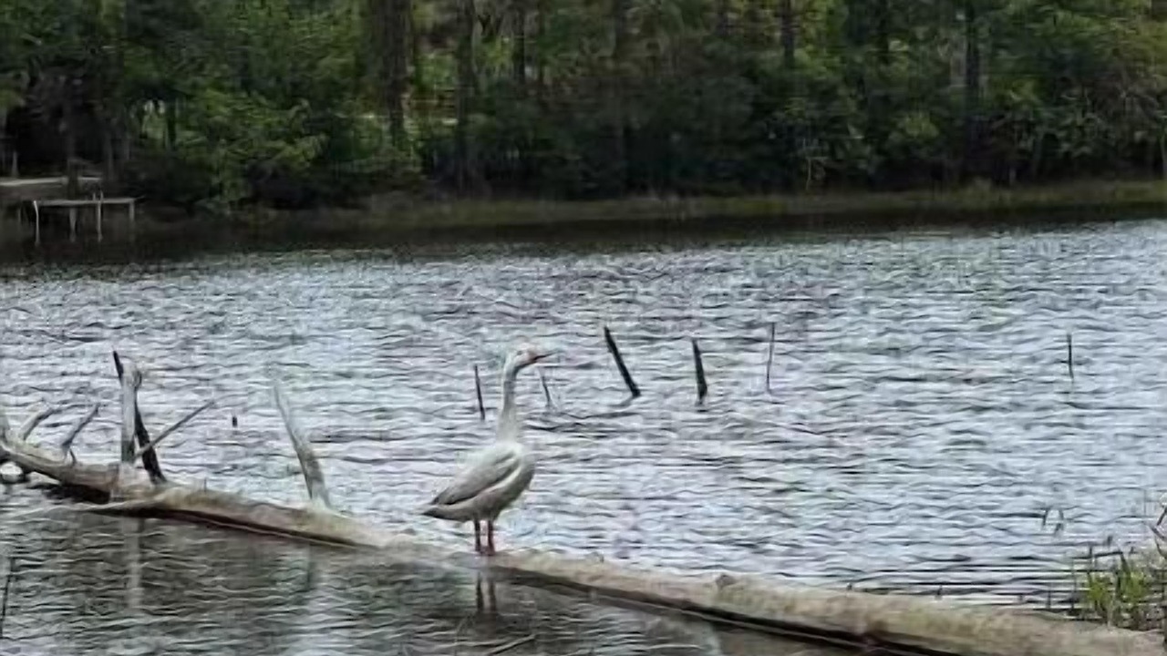 Photo of Others in Montgomery