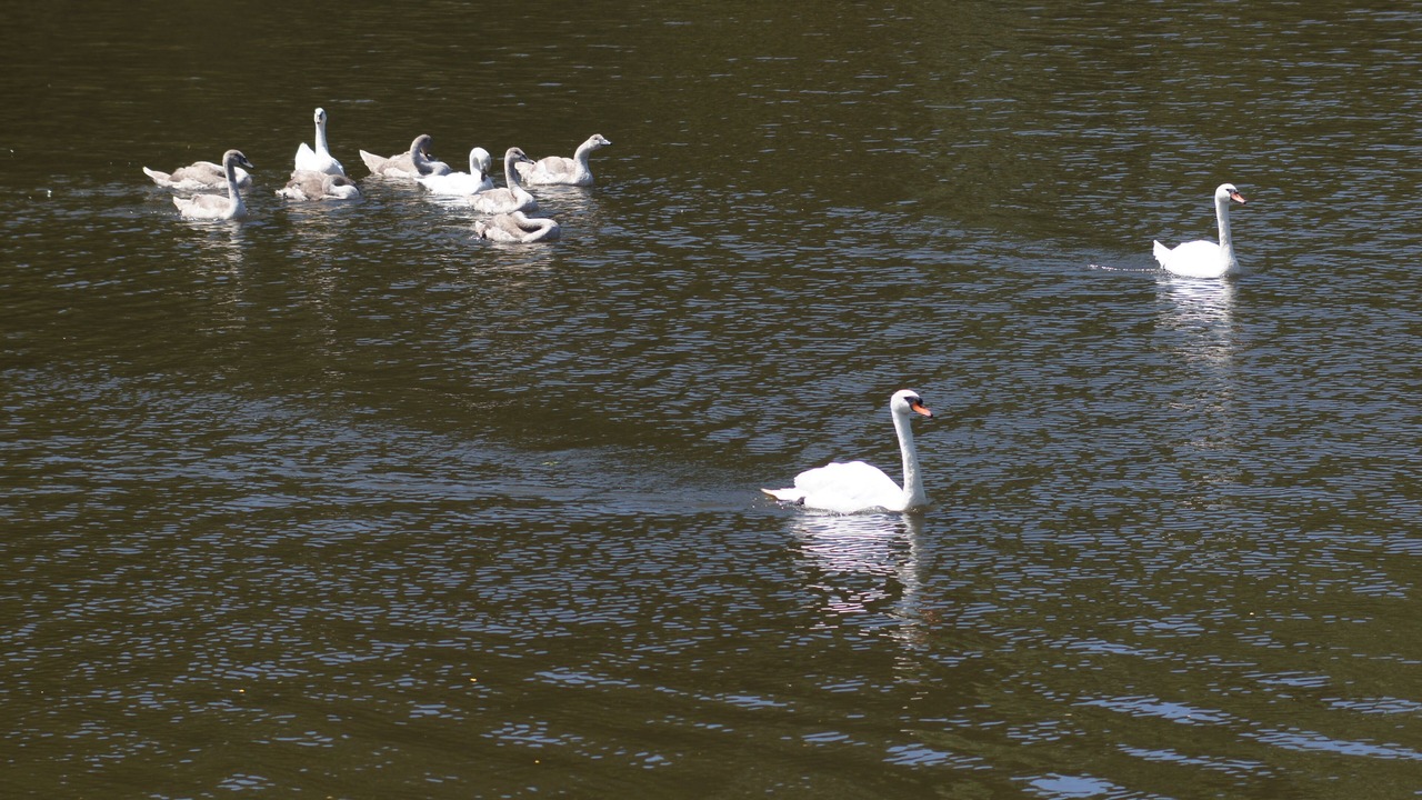 Photo of Others in Cantenay-Epinard