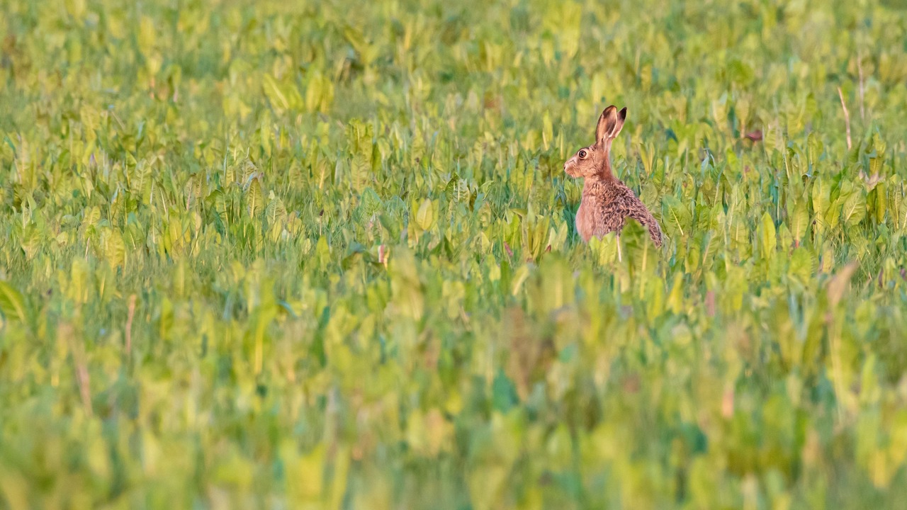 Photo of Others in Tittleshall